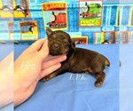 Small Yorkshire Terrier