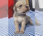 Puppy Grey collar Cane Corso