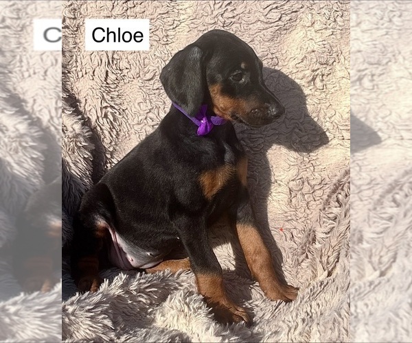 Medium Photo #2 Doberman Pinscher Puppy For Sale in POMEROY, OH, USA