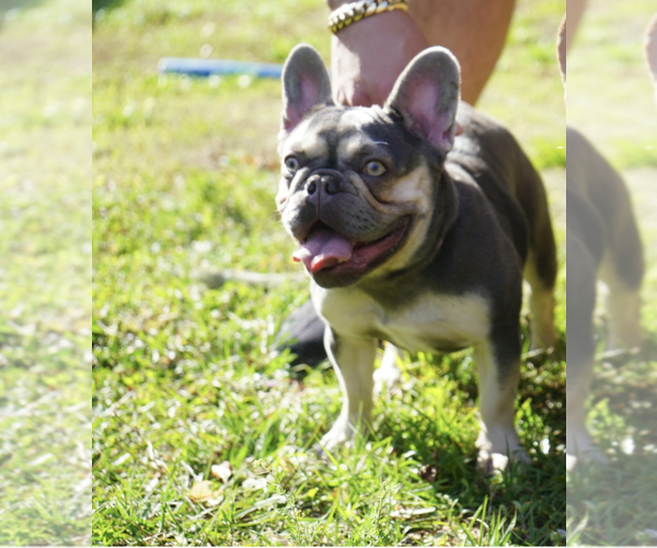 Medium Photo #1 French Bulldog Puppy For Sale in LAKELAND, FL, USA