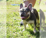 Small Photo #1 French Bulldog Puppy For Sale in LAKELAND, FL, USA