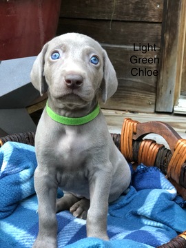 Medium Photo #1 Weimaraner Puppy For Sale in SEVIERVILLE, TN, USA