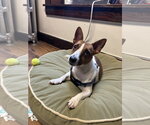 Small #2 Jack Russell Terrier