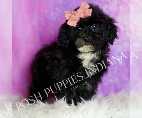 Medium Photo #126 Poodle (Miniature) Puppy For Sale in WARSAW, IN, USA
