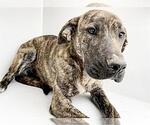 Small Plott Hound