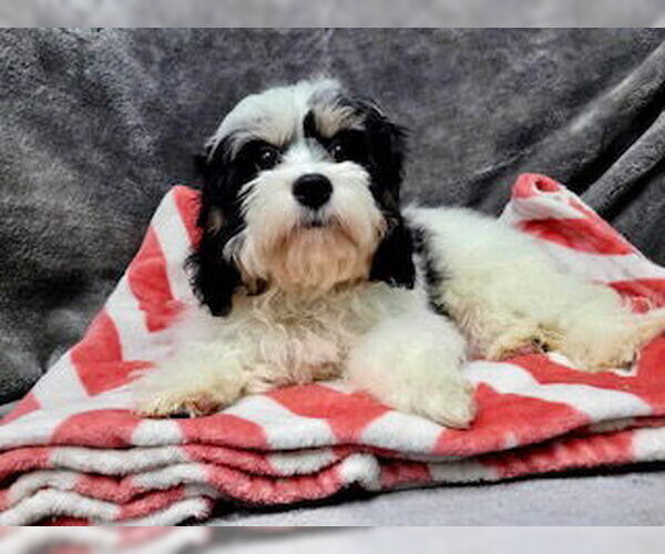 Medium Photo #2 Cavalier King Charles Spaniel Puppy For Sale in Lincolnwood, IL, USA