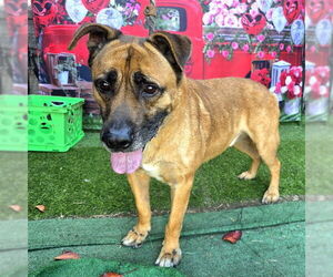 German Shepherd Dog Dogs for adoption in Long Beach, CA, USA