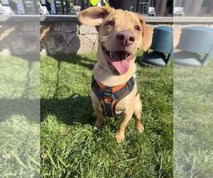 Peanut (AL) - Male Labrador Retriever-Unknown Mix Dog for Adoption - Photo #3