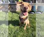 Small Photo #3 Labrador Retriever-Unknown Mix Puppy For Sale in New York, NY, USA