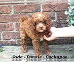 Small #4 Cock-A-Poo