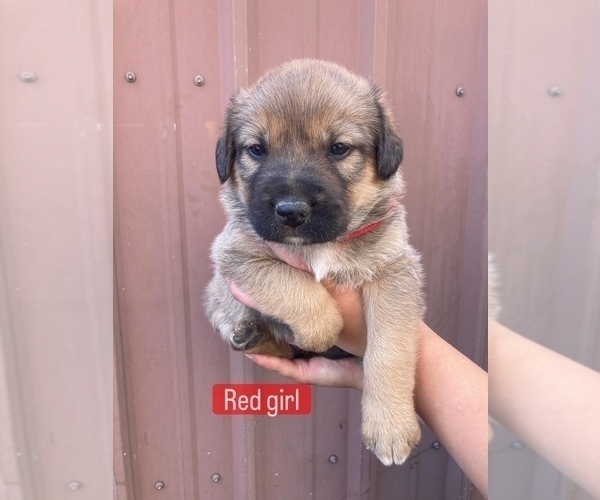 Medium Photo #10 Great Pyrenees-Rottweiler Mix Puppy For Sale in DEARY, ID, USA