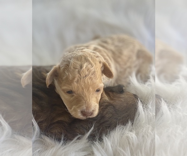 Medium Photo #2 Poodle (Toy) Puppy For Sale in PORTERVILLE, CA, USA