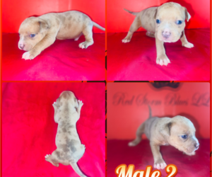 Medium American Bully