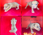 Puppy 7 American Bully