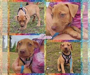 American Staffordshire Terrier-Golden Retriever Mix Dogs for adoption in Blacksburg, SC, USA