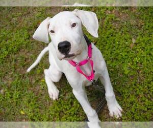 Great Dane Dogs for adoption in Tallahassee, FL, USA