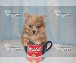 Pomeranian Puppy for sale in SANGER, TX, USA