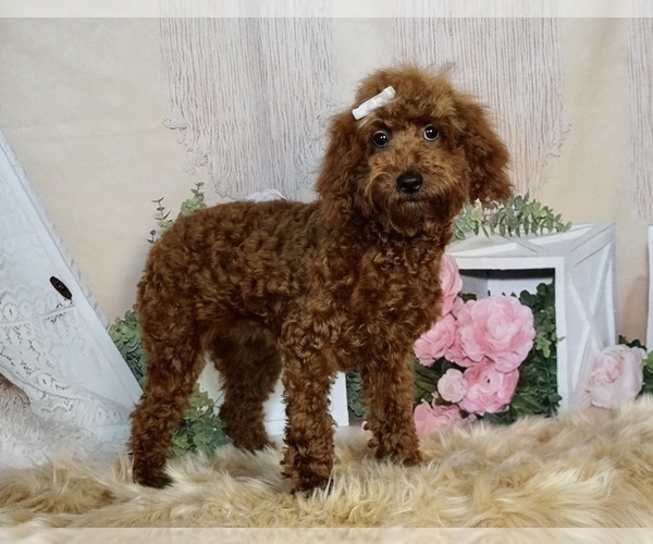 Medium Photo #15 Poodle (Toy) Puppy For Sale in WARSAW, IN, USA