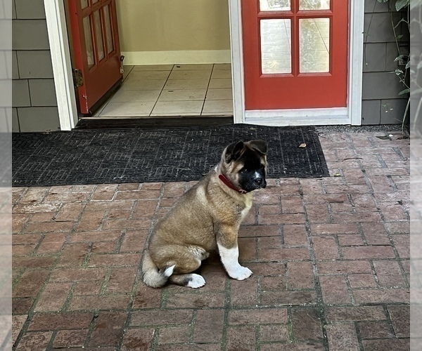 Medium Photo #13 Akita Puppy For Sale in PORT LUDLOW, WA, USA