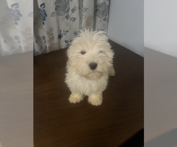 Medium Photo #48 Havanese Puppy For Sale in DURHAM, CT, USA