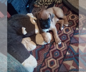 Boxer Puppy for sale in TUCSON, AZ, USA