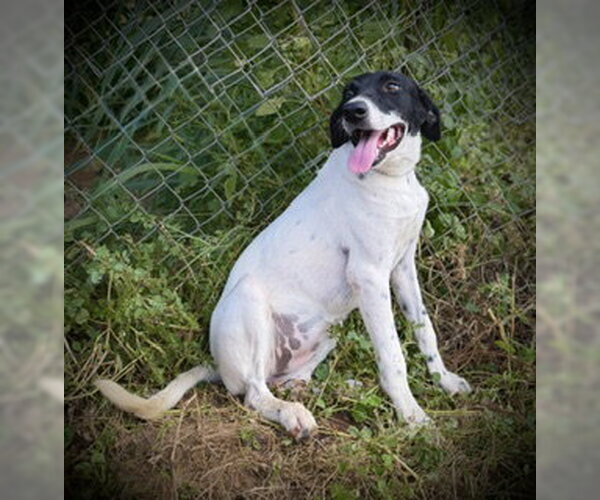 Medium Photo #2 German Shorthaired Pointer-Unknown Mix Puppy For Sale in Pleasanton, TX, USA