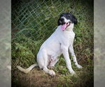 Small #1 German Shorthaired Pointer Mix