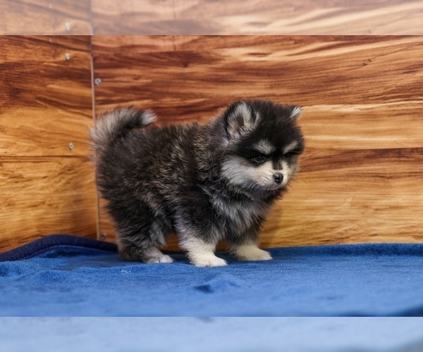 Medium Photo #4 Pomsky Puppy For Sale in DEER GROVE, IL, USA
