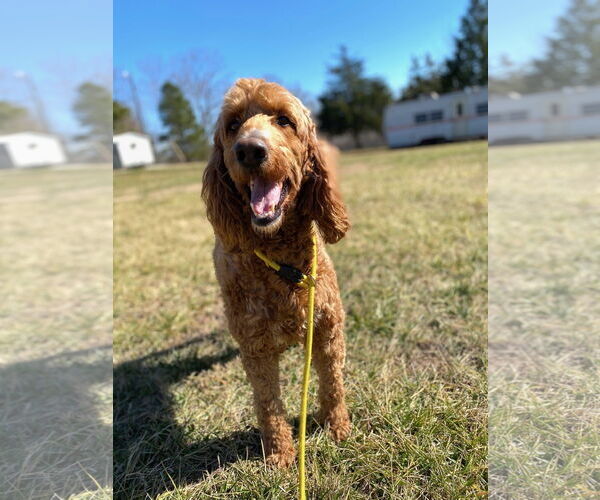 Medium Photo #4 Golden Irish Puppy For Sale in Pacolet, SC, USA