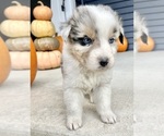 Small #6 Australian Shepherd