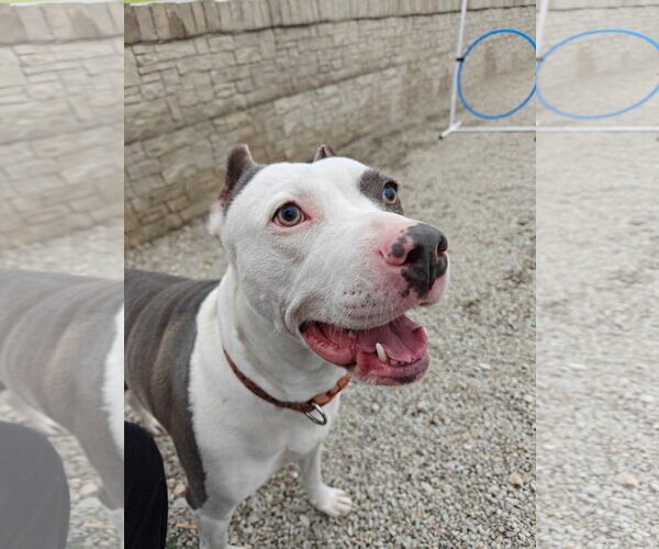 Medium Photo #14 American Pit Bull Terrier-Unknown Mix Puppy For Sale in Germantown, OH, USA