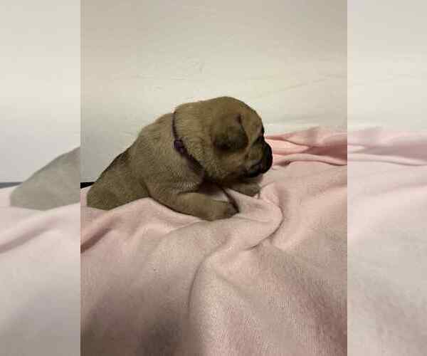 Medium Photo #8 Cane Corso Puppy For Sale in CAMBY, IN, USA