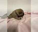 Small Photo #8 Cane Corso Puppy For Sale in CAMBY, IN, USA