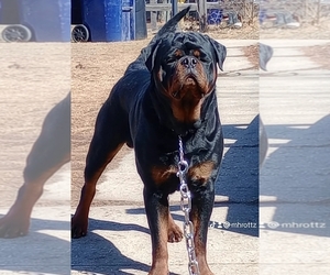 Rottweiler Puppy for sale in JANESVILLE, WI, USA