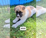 Small Photo #2 Akita Puppy For Sale in ELLINGTON, MO, USA