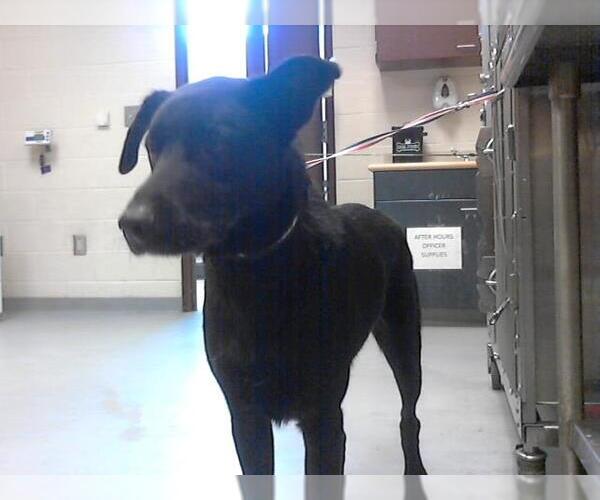 Medium Photo #1 Shepradors Puppy For Sale in Fayetteville, NC, USA
