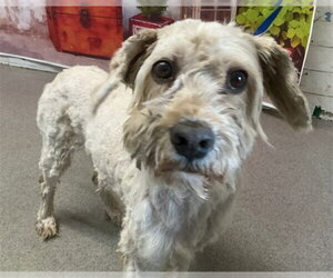 Maltese-Unknown Mix Dogs for adoption in San Bernardino, CA, USA