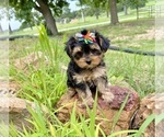 Small #6 Morkie