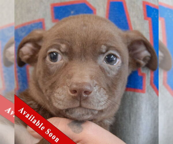 Medium Photo #1 Chiweenie Puppy For Sale in Huntley, IL, USA