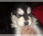 Small Photo #6 Alaskan Malamute Puppy For Sale in FRESNO, CA, USA