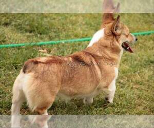 Mother of the Pembroke Welsh Corgi puppies born on 03/13/2020