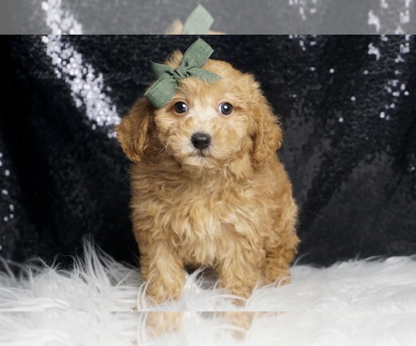 Medium Photo #6 Poodle (Toy) Puppy For Sale in WARSAW, IN, USA