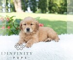 Small #3 Golden Retriever