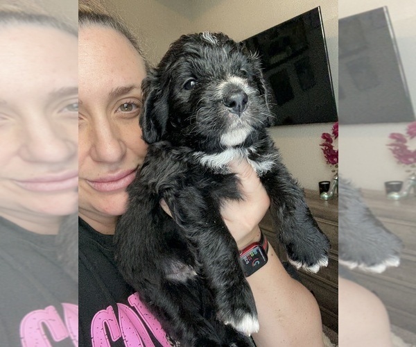 Medium Photo #13 Bernedoodle Puppy For Sale in BELMONT, NC, USA