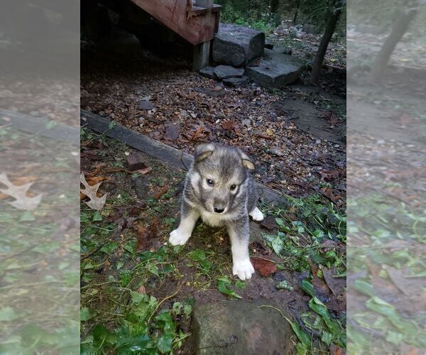 Medium Photo #2 Wolf Hybrid Puppy For Sale in HARRISON, AR, USA