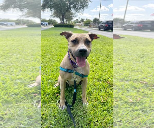 Medium Photo #3 Mutt Puppy For Sale in Pompano Beach , FL, USA