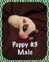 Bull Terrier Puppy for sale in SULPHUR, OK, USA