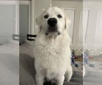 Small #8 Great Pyrenees