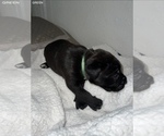 Small Photo #13 Cane Corso Puppy For Sale in TRACY, CA, USA
