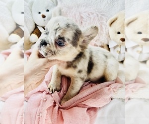 French Bulldog Puppy for sale in THONOTOSASSA, FL, USA